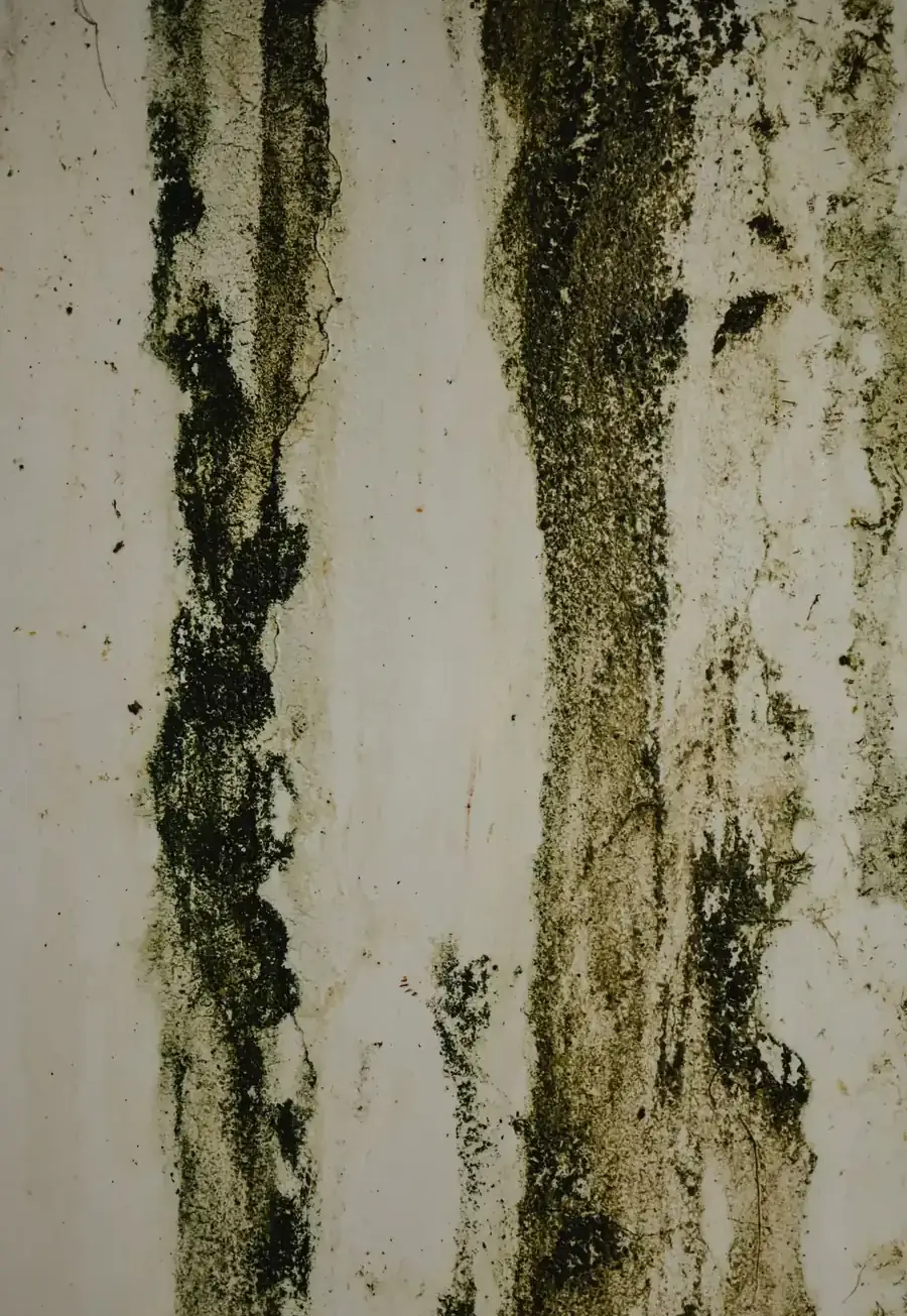 Mold growth on a wall after water damage in a Sherman, TX home